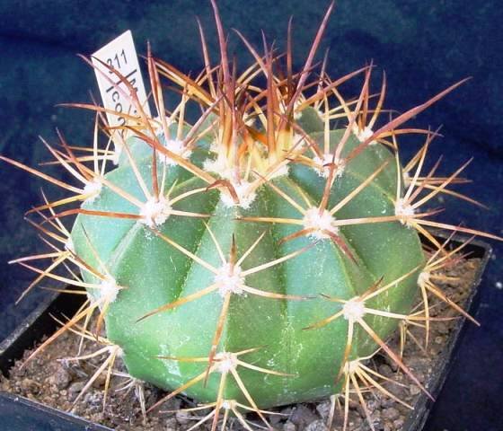 Melocactus_concinnus_1